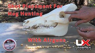 Shot Placement on Hogs for Quick Ethical Airgun Shots #umarexairguns