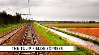 Experience the Stunning Tulip Fields of Holland: Your Ultimate VIRM Train Journey Awaits!