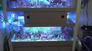 the filter room and frag tank