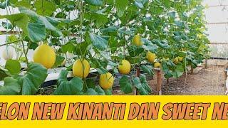 melon new kinanti dan sweet net usia 53 hst