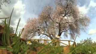 Time Lapse Almendro Real (Valverde de Leganés)