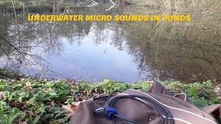 »UNDERWATER MICRO SOUNDS IN PONDS« (Clicks, Kicks, Voices & Noises) (20/3/2024)