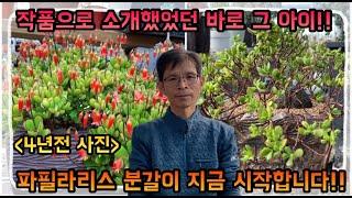 4년 전 작품으로 소개했었던 바로 그 아이 !! 빨간 꽃이 예쁜 파필라리스 분갈이 !! 지금 바로 시청하세요 !!