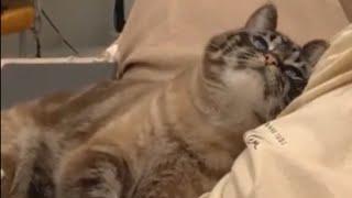 Sweetest cat you will ever see shows some love for his owner