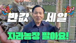 새끼만 팔아도 해마다 1억 이상, 해남 용천자라 내놨다