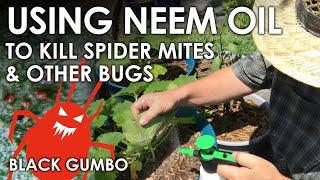 How to Kill Spider Mites with Neem Oil || Black Gumbo