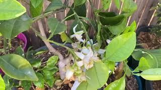 Oro blanco Grapefruit! (FULL Bloom)