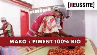 MAKO : LE PIMENT 100% BIO - RÉUSSITE (03/11/20)