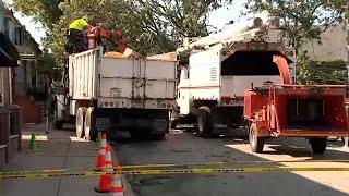 Debris cleanup continues after thunderstorms topple trees, power lines in NYC