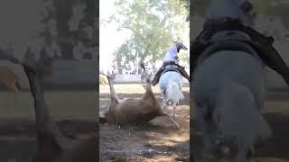 Redonda  #ecproduction #charrería #explore #shorts #trending #mexico #cowboys