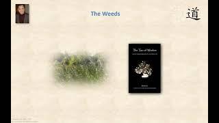 The Weeds, A Tao Story Presented by Derek Lin