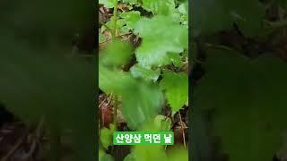 산양삼 캐 먹자. #쭝e산골이야기 #산양산삼 #산양삼