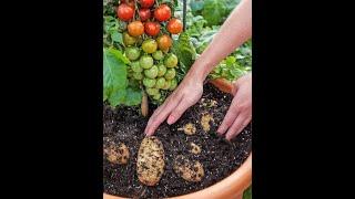 How to Grow Tomatoes and Potatoes on One Plant | Pomato Experiment #gardening #tomatoes #potato