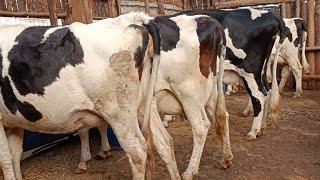 How his Friesian COW started giving 50 Litres Per day from 5 Litres. Cow Farming.