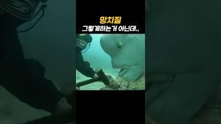 사람한테 참견 많은 물고기