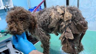 This Matted Dog Was All Skin And Bones