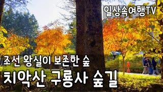 숲길 트레킹 가을단풍이 시작하는 치악산 구룡사 황장목길  trekking the Chiak Mountain Forest Trail where fall begins in Korea