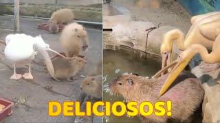 Pelícanos Tratando de Comer Capibaras