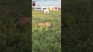 OMG WOW  eat A lion 