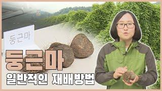 둥근마 일반적인 재배방법