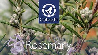 Rosemary (Rosmarinus officinalis) - A wake up oil | Essential-Oil-Plant Portrait by Dr. Malte Hozzel