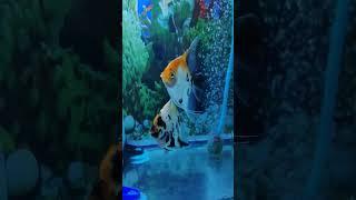 Red DEVIL Angelfish #angelfish #subscribe #aquariumfish #angelfishtank #aquarium #youtube #fish