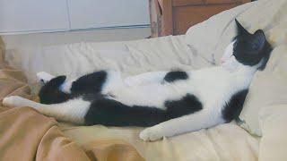 If It fits I sleep  Funny Cats Sleeping In Weirdest Positions Ever 2022