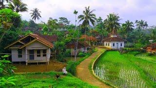 Bikin Takjub  Tinggal Boleh Di Tengah Sawah,,Rumahnya Masya Alloh Mewah Mewah | Pedesaan Jawa Barat