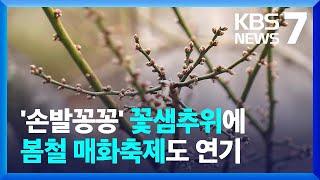 매서운 꽃샘추위에 봄꽃 개화 늦어져…일부 꽃축제 연기 / KBS  2025.03.05.