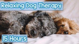 NEW, IMPROVED Relaxing Music for Dogs! Calm Your Energetic Dog with this Soothing Music (2018) 