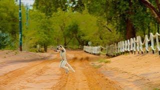 Island of Lemurs: Madagascar - "The Lemur Dance" Clip [HD]