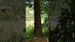 ankit patel5M #bhojpuri #bhojpurisong #dance #song #funny #chaprakeboss #chaprakelailaranhdarhola