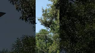 Siamang swinging along rope  #oaklandzoo  #apes  #monkeys