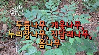 주경야독 이정희 산림기사실기 산림산업기사실기 작업형 하층식생 수목감별 식물 두릅나무 개옻나무 누리장나무 진달래나무 음나무