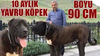 10 AYLIK YAVRU KÖPEĞİN BOYU 90 CM OLUR MU ? TÜRKİYE'NİN EN BÜYÜK SİYAH ANADOLU ÇOBAN KÖPEĞİ OLACAK