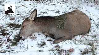 Woodland red deer hunting - Polowanie na jelenie 2017 - Hirschjagd - Chasse aux Cerfs