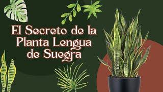 El Secreto de la Planta 'LENGUA DE SUEGRA': Descubre por qué Todos la Quieren en Casa 