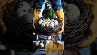 big parrot #parrot #birds #funny #shorts #viralvideo
