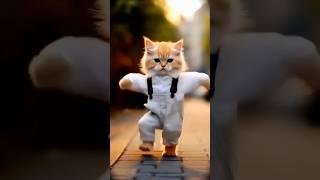 Funny cat dance  #shorts