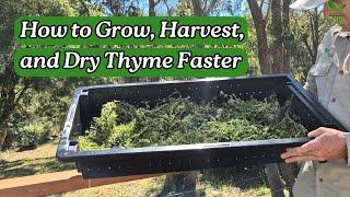 How to Grow Thyme & Dry It in No Time