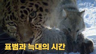 표범과 늑대의 시간 속으로 아무르 제2편 타이가의 혼  Into the time the wolf: 'Amur' Part 2 Taiga's Spirit