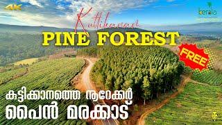 Kuttikanam Pine Forest, Peerumedu, Idukki, Kerala Tourism | Ramesh & Suresh Vlogs