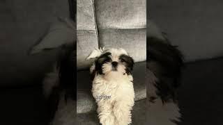 Yasu Is Confused #viralvideo #foryou #cute #yasuthings #fyp #love #cutepet #yasu
