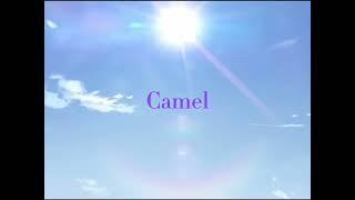 Camel By Camel | Cyno edit | Gift for my simp friend | Genshin Impact