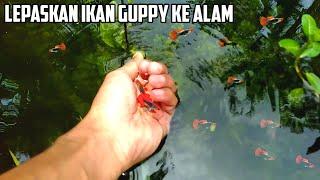 Release lots of guppies into nature 