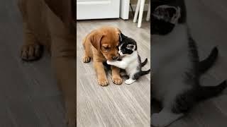 Cute kitten and puppy  #puppy #puppydog