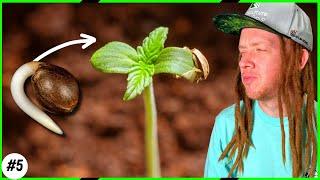 The Secret to Starting Seeds Successfully