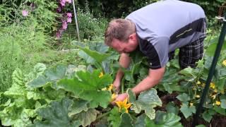 First Harvest of the Straw Bale Garden