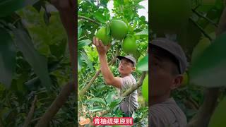 There are too many citrus (green grapefruit) fruits. Remove weak。   柑橘（青柚）果實太多，及時疏掉弱果，小果，教你如何種柑橘（青柚）