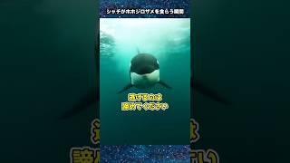 ㊗260万再生！！シャチがホホジロザメを喰らう瞬間